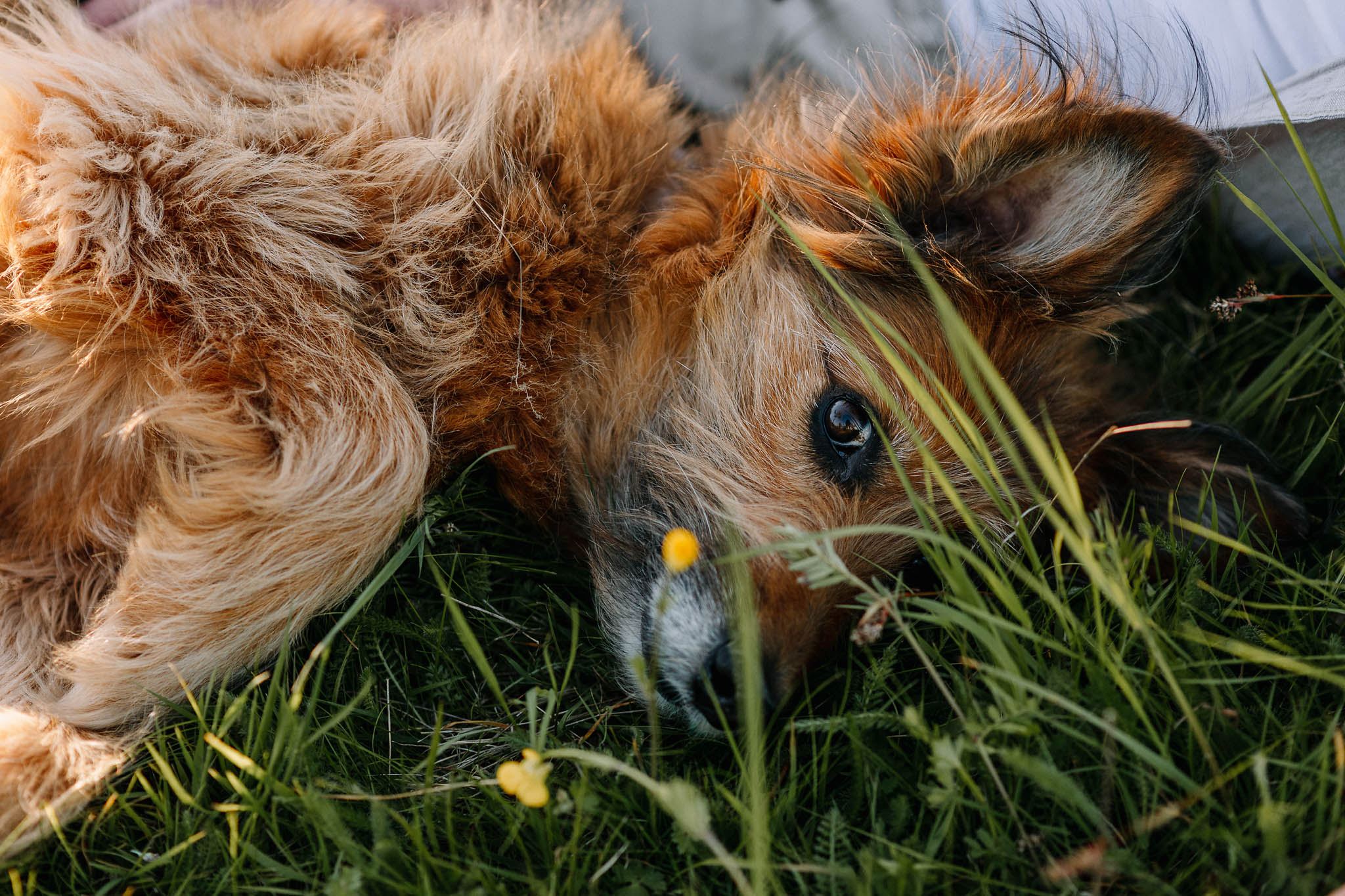 Fotoshooting mit Hund Bad Homburg