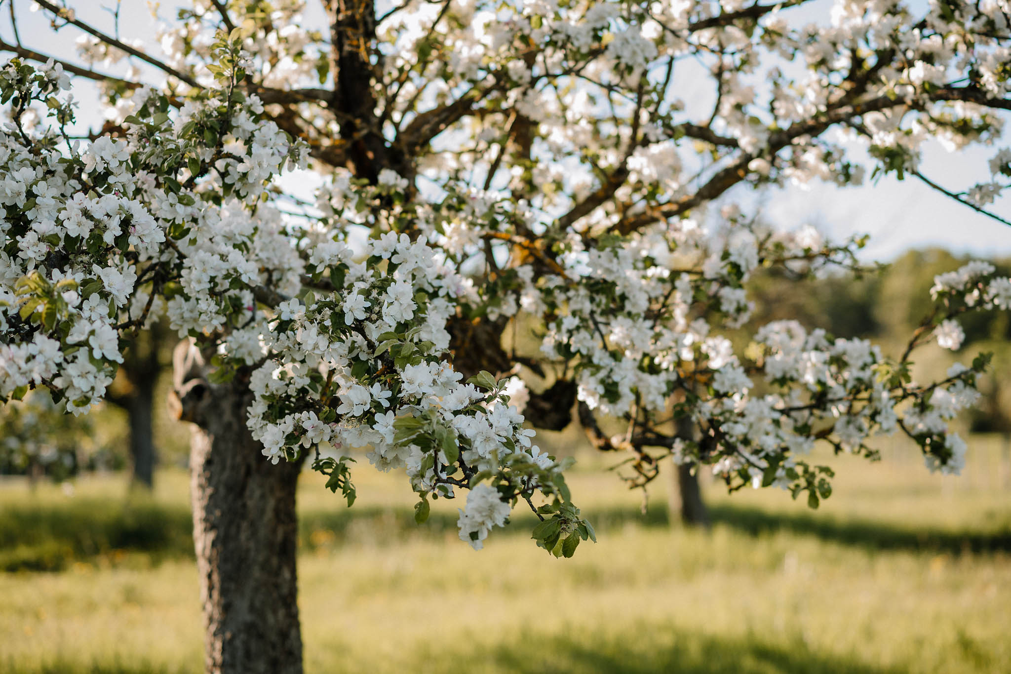 Apfelblüte Bad Homburg