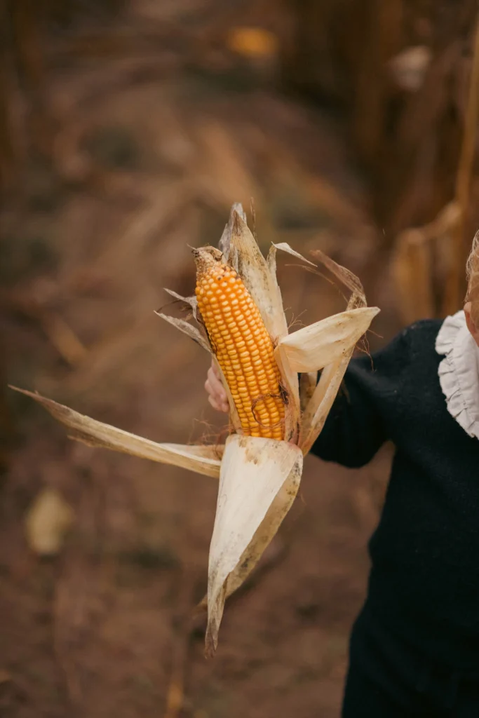 Herbstliches Familienfotoshooting im Maisfeld zum Thema Halloween uns süße Gespensterkostüme