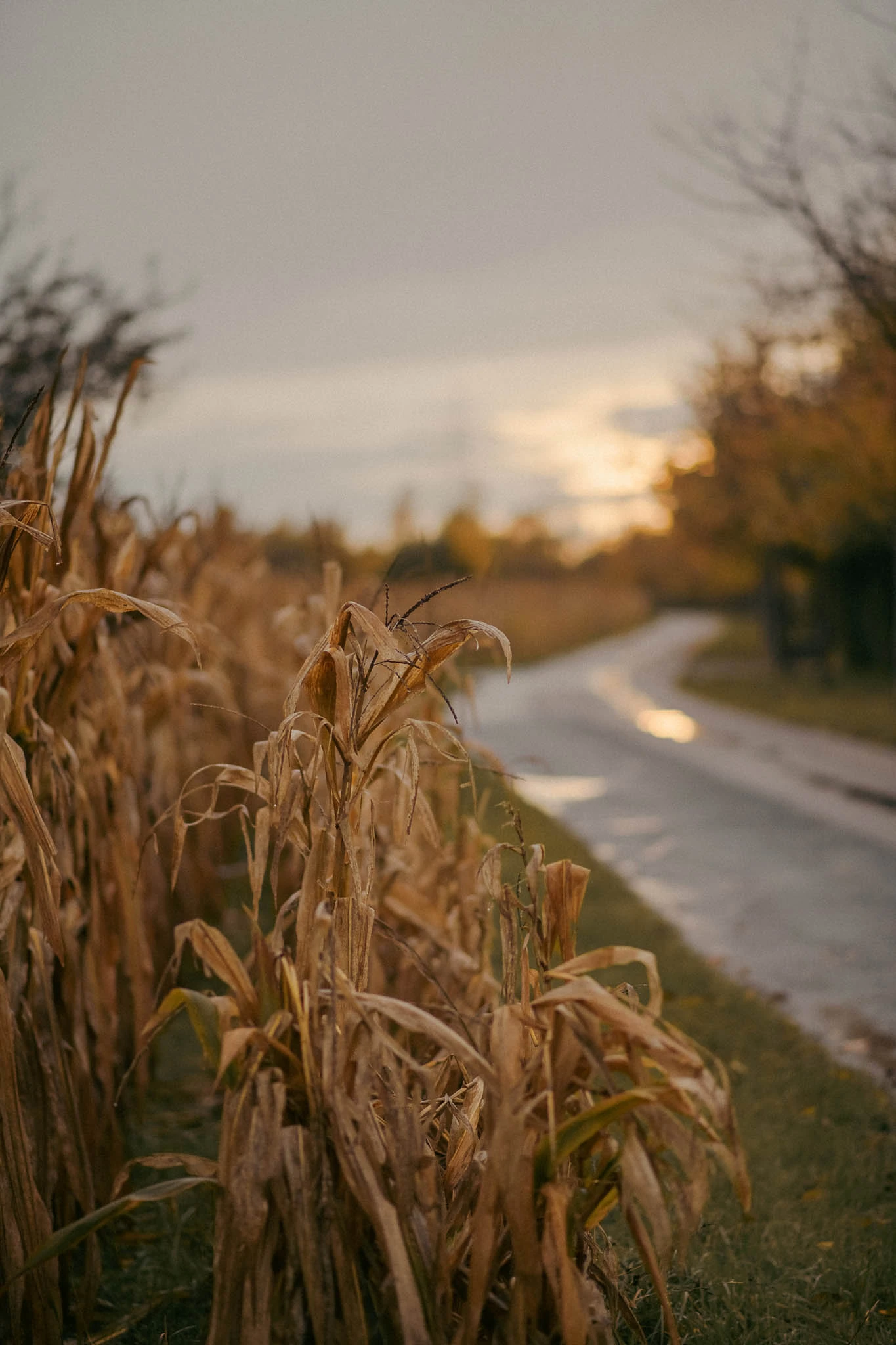 Herbstfoto von einem Sonnenuntergang, ein Weg am Rand von dem Maisfeld, Regenstimmung