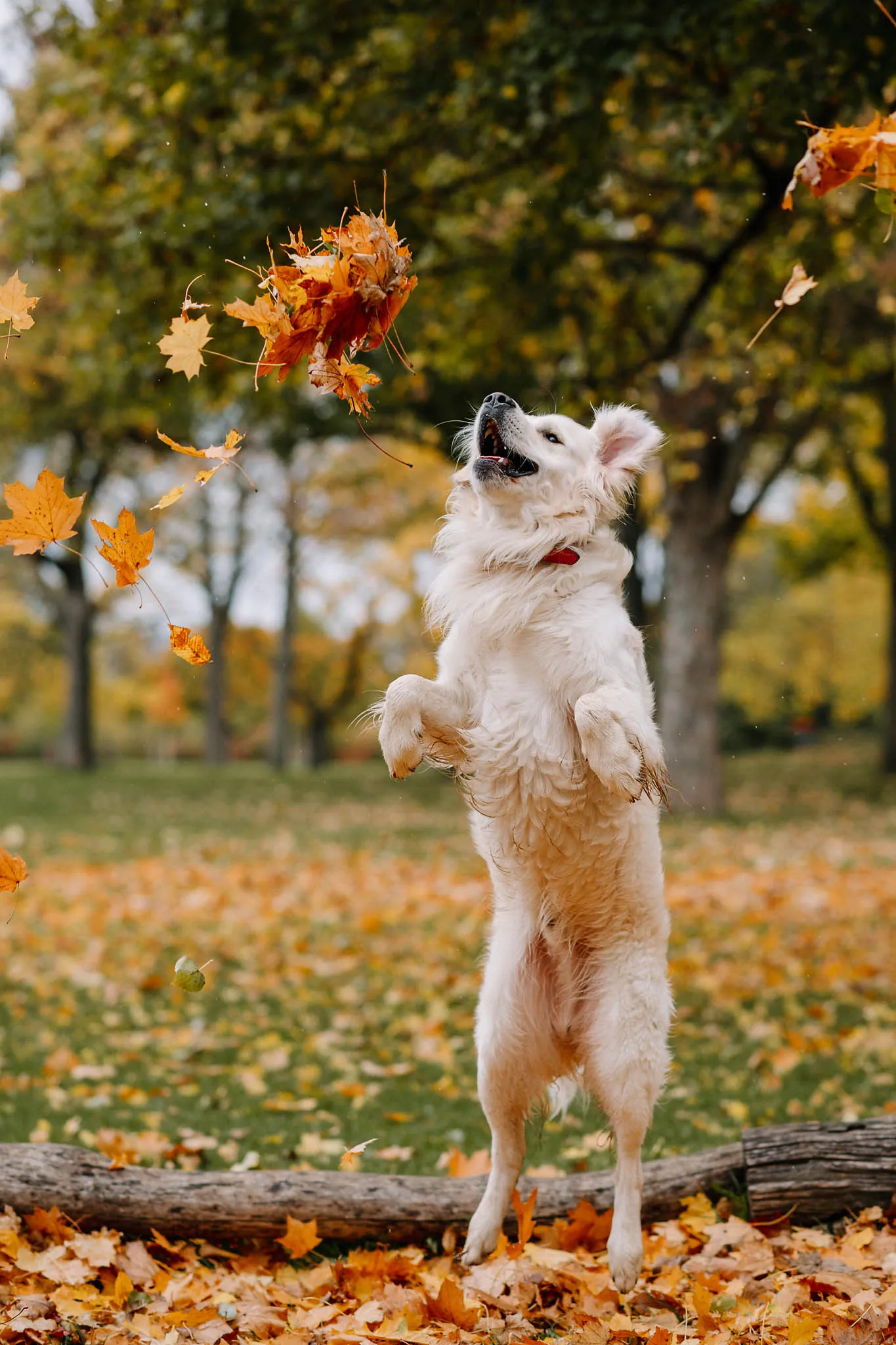 Ein Golden Retriever springt hoch, um nach dem fliegenden Herbstlaub zu schnappen