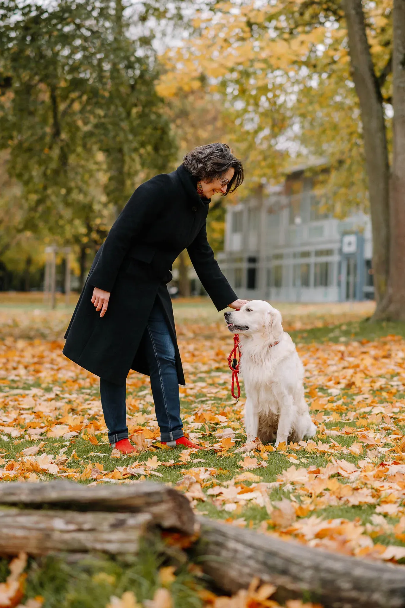 Spaziergang im Park im Herbst mit einem Hund